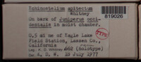 Image Associated With the Occurence